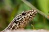 Science The Cool Down Scientists discover concerning changes in lizards: 'We are beginning to understand'