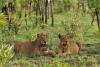 Northern Cameroon’s lions are reproducing, but concerns remain