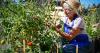 Bigfork Food Bank garden thrives in its second year