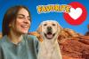 How Labradors Reflect Utah's Outdoor Lifestyle And Community