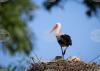 Data on White Stork Population in Bulgaria to Be Presented October 9