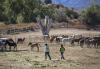 Wild horses held at Colorado prison complex to be shipped out of state as 30-year training program ends