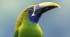 Bird Club: ‘Birds of Costa Rica’ Oct. 1