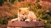 Rare Czech Vlciak Gets Mistaken for a Coyote on Nature Walk