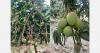 Lower supply of Ecuadorian mango expected