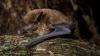 1,500th discovered bat species is a ‘god of the island’
