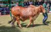Ruto Buys Bull for KSh700,000 at Nairobi Trade Fair Auction