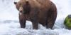 Meet the bears competing to be the 2026 Fat Bear Week champion in Alaska national park