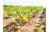 Guyana to double soya cultivation to become net exporter