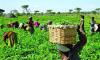 Nigeria@65: Farmers’ Associations Commend Government Efforts on Food Price Stability but Demand Enhanced Support for Local Agriculture