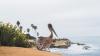 Rescued Arizona pelican finds new freedom after SeaWorld care