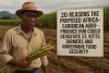 20 Reasons the Proposed Africa–Caribbean Agro-Produce Hub Could Devastate St. Kitts Farmers and Undermine Food Security