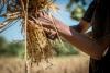 Garoua Wheat Processing Plant Among 500 billion francs worth of Deals Secured by Cameroons Investment Promotion Agency in Under Four Months