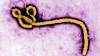 Ebola: 42 dead in DRC as cases rise to 64 – WHO