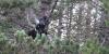 High in the Pyrenees: discovering the rare capercaillie