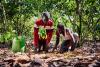 Fairtrade reflects cocoa and agriculture concerns over El Nino warnings