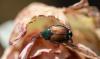 More money needed for fight against two invasive bugs, WA agriculture department says