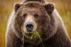 Bear spotted running in Arizona grocery store