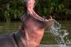 Victims of Colombian conflict given land from Pablo Escobar’s ‘cocaine hippos’ ranch
