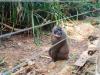 The Ranch Fighting to Save Nigeria’s Endangered Drill Monkeys