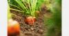 Estonian vegetable growers see crops withstand first frosts