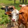 Improving Ethiopian Livestock: Quality Challenges and Solutions