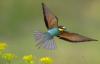 The Best Bird Photographer Of The Year Photos: 18 Outstanding Winners