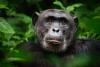 They use tools, fight to the death and live in social groups – and are the closest living relative to humans