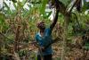 Ghana raises 2025/26 farmgate cocoa price by 12%, finance minister says