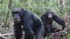 Chimps eat fruit full of alcohol, but no, they don't get drunk