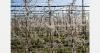 Hungary receives EU aid for frost damaged orchards