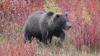 Hiker injured in Idaho bear encounter