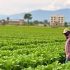 Haya Farmers’ Views on Climate Change Risks in Agriculture