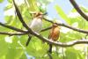 Improved fertility diagnostics could boost bird conservation breeding programs, say scientists