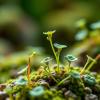 Scientists Create Fast, Scalable In Planta Directed Evolution Platform