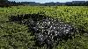 Brazil cattle trades stays flat – Cepea