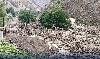 Search Op for missing tourists in Babusar continues for 10th day