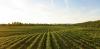 Australia’s new food security strategy: what’s on the table, and what’s missing?