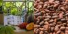 El Salvador Launches High-Value Cacao Reforestation Program
