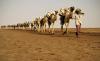 The Afar Question: If Our Camels Carry Ethiopia, Who Carries Afar?