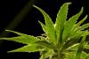 Florida court says police officers can’t search vehicles solely based on smelling marijuana