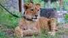 Georgia’s most famous lion cub prepares for new home. Video