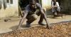 Ivory Coast sets new cocoa price ahead of upcoming elections