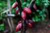 Ghana raises cocoa prices following Ivory Coast hike