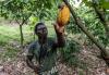 Top Cocoa Grower Ivory Coast May Set 2025-26 Price Above Ghana