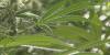 Medical cannabis could be available next month in Kentucky