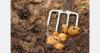 Latvia potato growers struggle with wet harvest losses