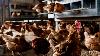 Lesotho poultry sector to form new industry association