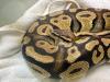 San Bernardino pet python reunited with family after found at Monrovia In-N-Out