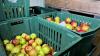 This is not the year of the apple in Latvia